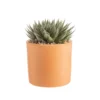 Aloe aristata botanic®. Le pot en terre cuite de Ø 14 cm