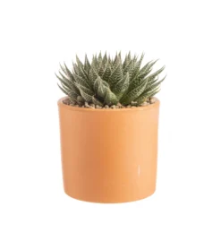 Aloe aristata botanic®. Le pot en terre cuite de Ø 14 cm