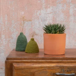 Aloe aristata botanic®. Le pot en terre cuite de Ø 14 cm