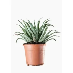 Aloe Spinosissima en pot de 7 L vert