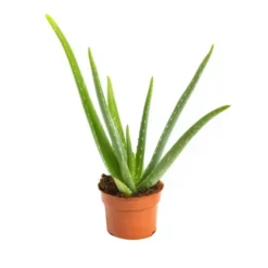 Aloe vera en pot H 35 x Ø 10,5 cm