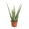 Aloe vera en pot H 40 x Ø 15 cm