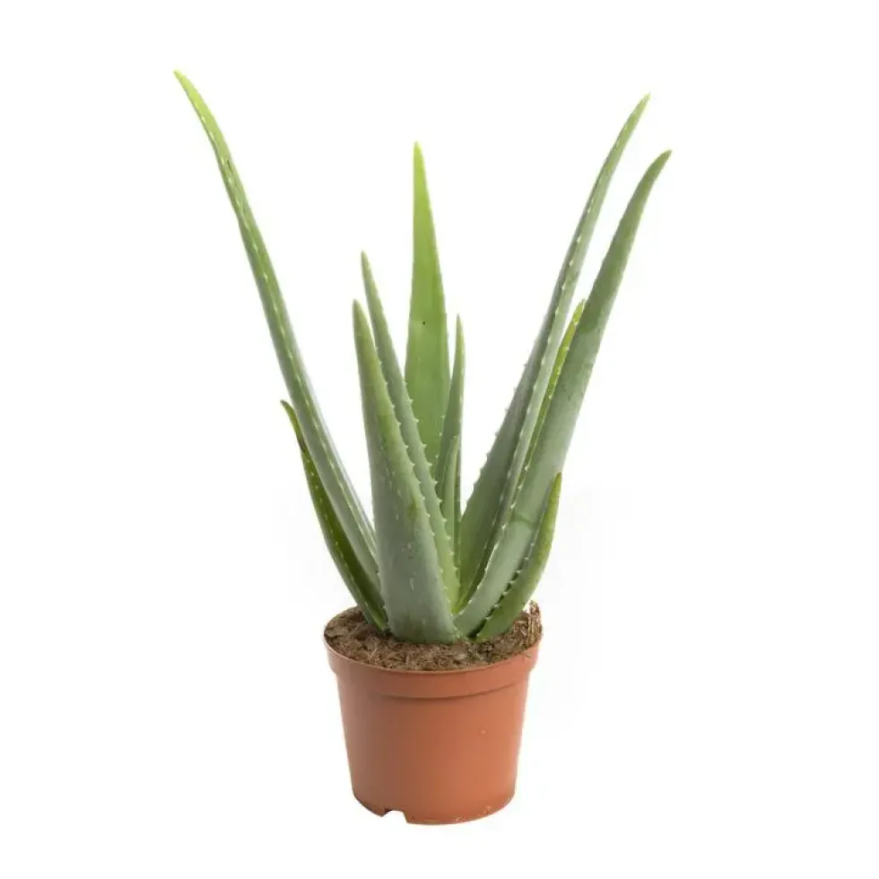 Aloe vera en pot H 40 x Ø 15 cm