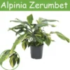Alpinia Zerumbet. Le pot de Ø 21 x H 70 cm