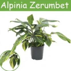 Alpinia Zerumbet. Le pot de Ø 21 x H 70 cm