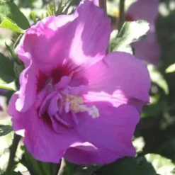 Althéa varié (Hibiscus) 40/60. Le pot de 4 litres
