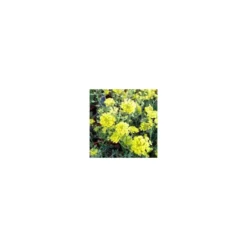 Alyssum Montanum - Le pot de 1 litre