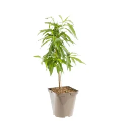 Amandier Nain Fruit Me® Almond Me. Le pot de 4 litres