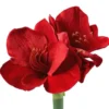 Amaryllis en pot terre cuite - Le pot de 15 cm