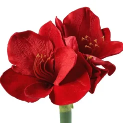 Amaryllis en pot terre cuite - Le pot de 15 cm