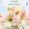 Amaryllis intérieur Apple Blossom botanic® - 1 bulbe