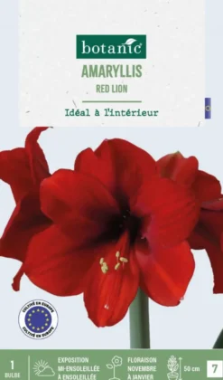 Amaryllis intérieur Red Lion botanic® - 1 bulbe