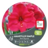 Amaryllis pink surprise - 1 bulbe