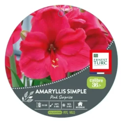 Amaryllis pink surprise - 1 bulbe