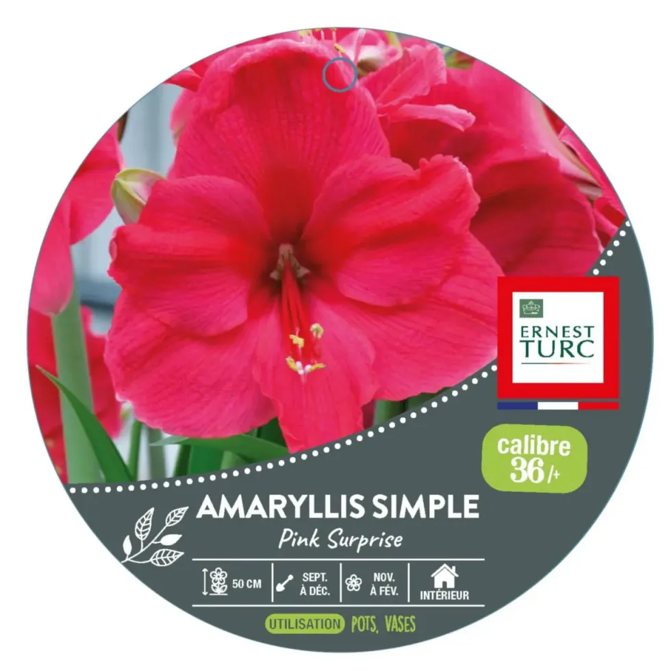 Amaryllis pink surprise - 1 bulbe