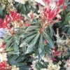 Andromède du Japon Flaming Silver 25/30. Le pot de 2 litres