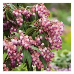 Andromède Japonica Katsura - pot 3 L