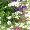 Angelonia. Le pot de 7 litres