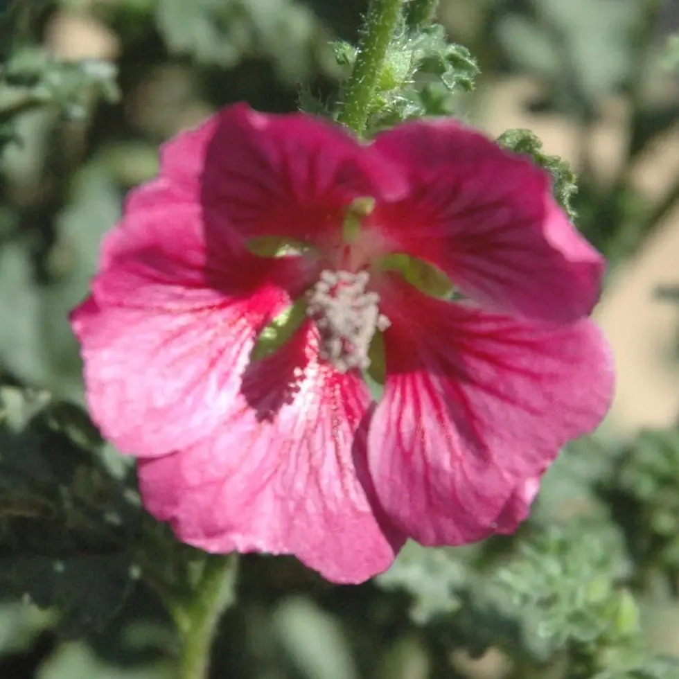 Anisodontea L Rouge. Le pot de 4 litres