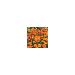 Annuelles variées - Le pot de 2,5 litres