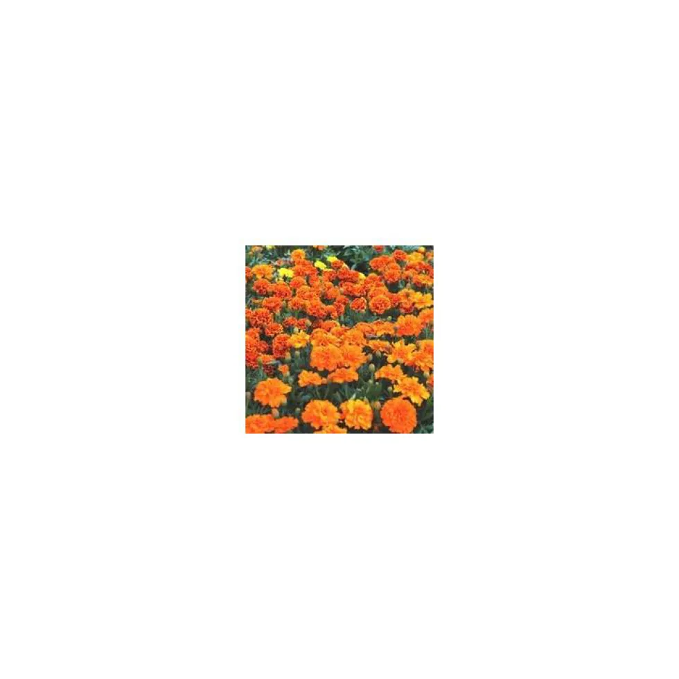 Annuelles variées - Le pot de 2,5 litres