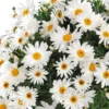 Anthemis Buisson Grande Daisy. Le pot de 19 cm