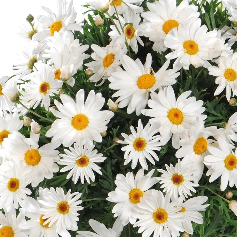 Anthemis Buisson Grande Daisy. Le pot de 19 cm