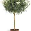 Anthemis Tige. Le pot de 15 cm