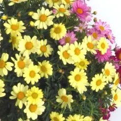 Anthemis Trio. Le pot de 19 cm