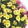 Anthémis (Fausse Camomille ou Camomille des teinturiers) à fleurs multicolores - Le pot de 3 litres
