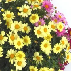 Anthémis (Fausse Camomille ou Camomille des teinturiers) à fleurs multicolores - Le pot de 3 litres