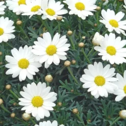 Anthémis (Fausse Camomille ou Camomille des teinturiers) à fleurs multicolores - Le pot Ø 11 cm