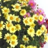 Anthémis à fleurs multicolores. Le pot de 3 litres