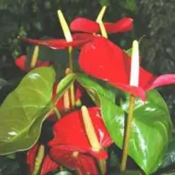 Anthurium Amalia pot Ø17 cm/ H60 cm