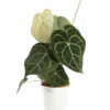 Anthurium Clarinervium vert. Le pot Ø 17 cm