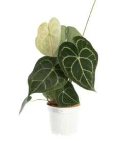Anthurium Clarinervium vert. Le pot Ø 17 cm