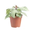 Aphelandra White Wash (Plante zèbre) multicolore. Le pot Ø 14 cm
