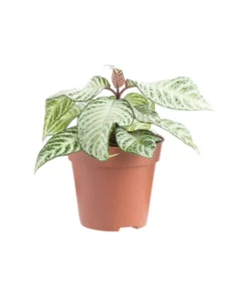 Aphelandra White Wash (Plante zèbre) multicolore. Le pot Ø 14 cm