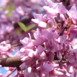 Arbre de Judée (Cercis Siliquastrum) 40/60. Le pot de 4 litres