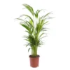 Areca. Le pot Ø 17 cm