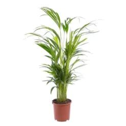 Areca. Le pot Ø 17 cm