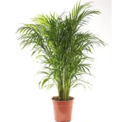 Areca pot Ø21 cm