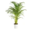 Areca pot Ø25 cm