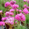 Armeria Maritima Armada Rose (Rose). Le pot de 2 litres