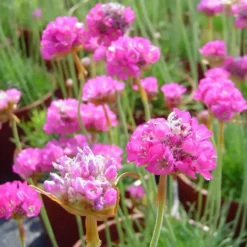 Armeria Maritima Armada Rose (Rose). Le pot de 2 litres