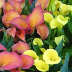 Arum Couleur. Le pot diam 12 cm