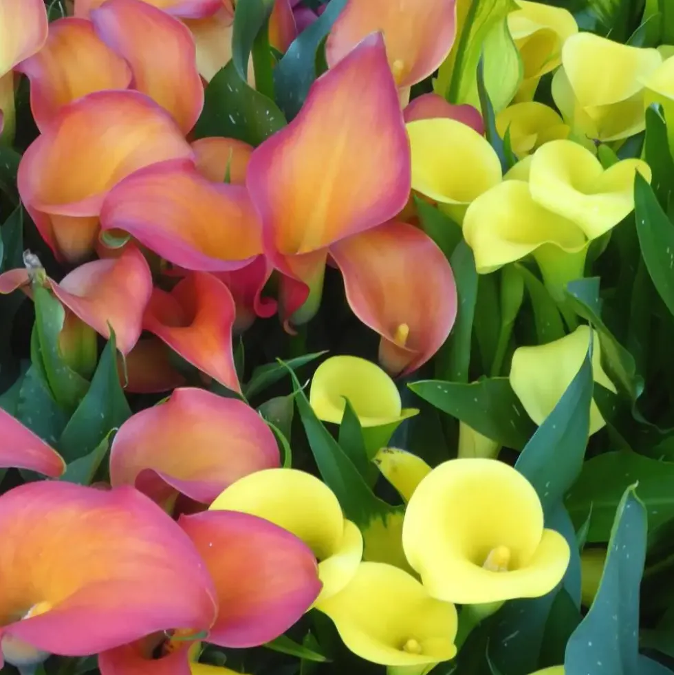 Arum Couleur. Le pot diam 12 cm