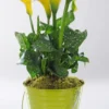 Arum de - Avec cache pot