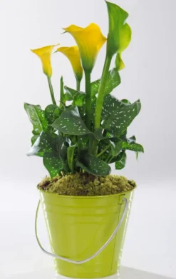 Arum de - Avec cache pot