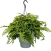 Asplenium Parvati vert. Le pot Ø 17 cm